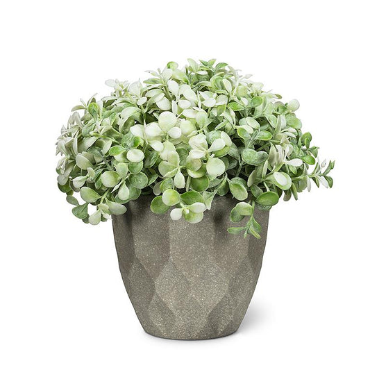 TEARDROP LEAF PLANT - TAPERED POT