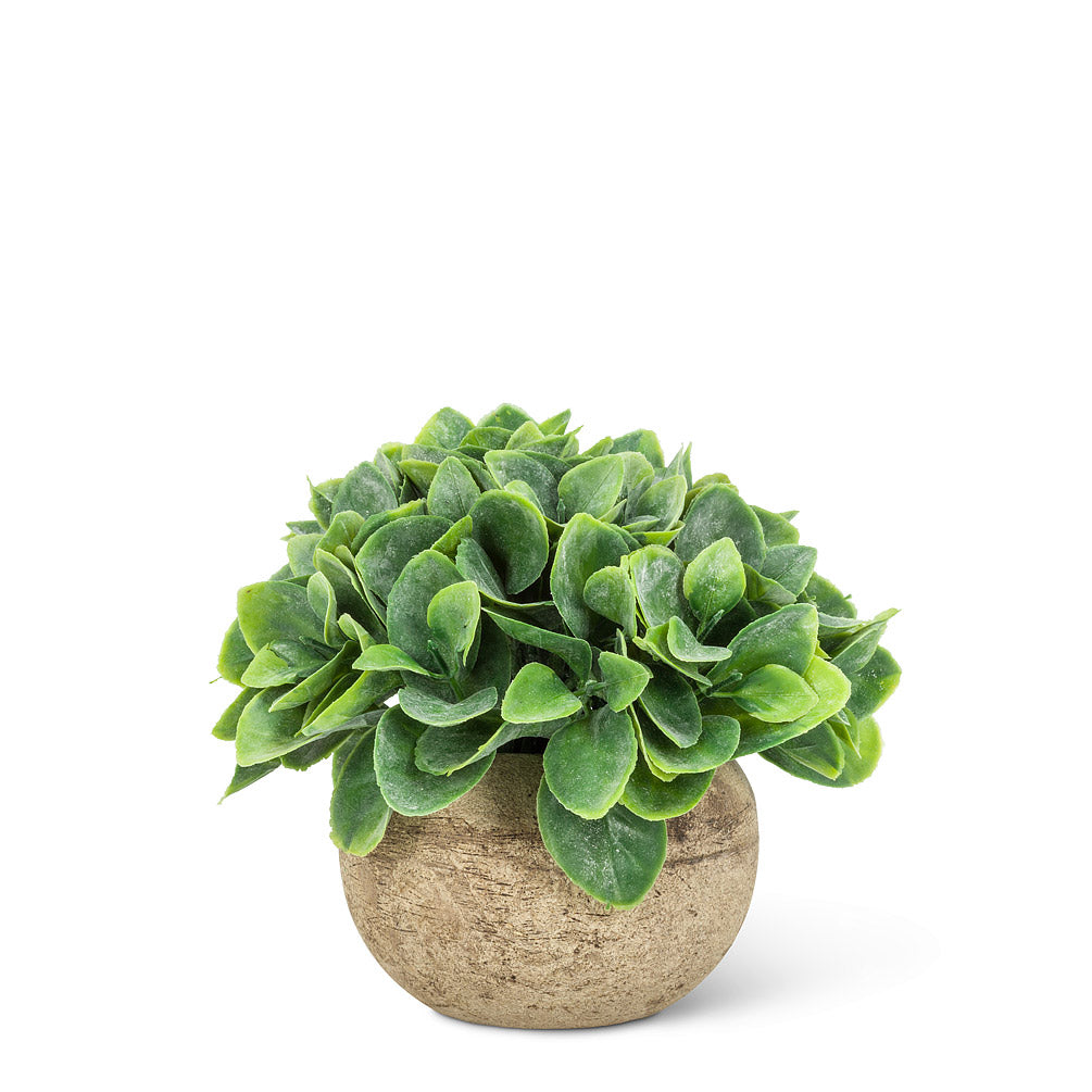 PLANT POT