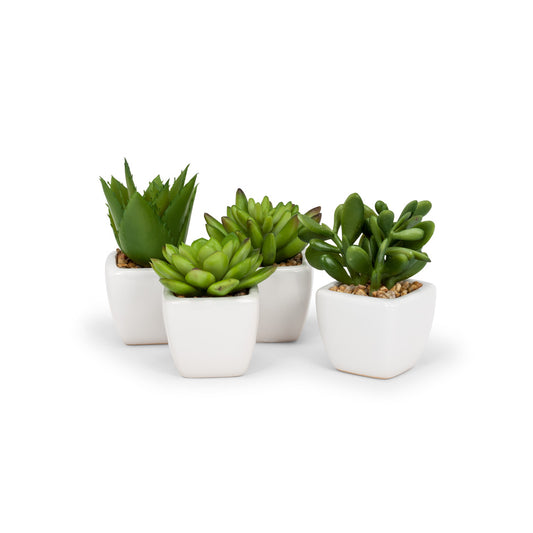 MINI SUCCULENT - WHITE POT