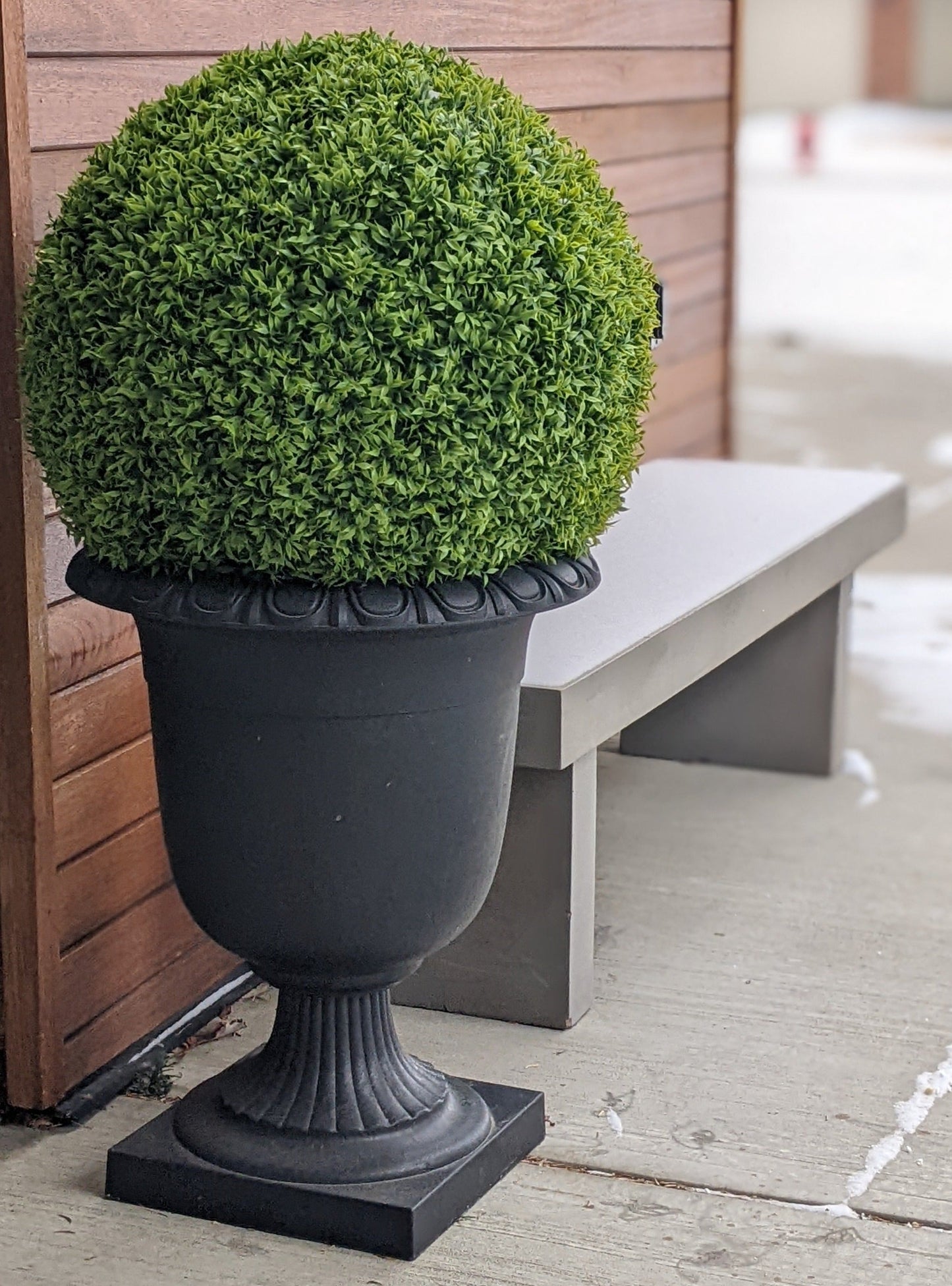 BOXWOOD SPHERE  - XL (23")